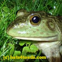 /home//u458753944/public_html/sourcegallery//Frogs/More bullfrogs/P6020079.JPG